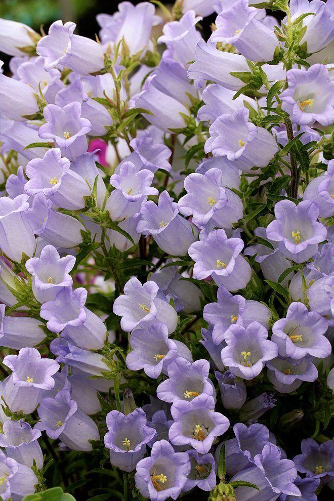 Twilight Whispers of Botanical Grace